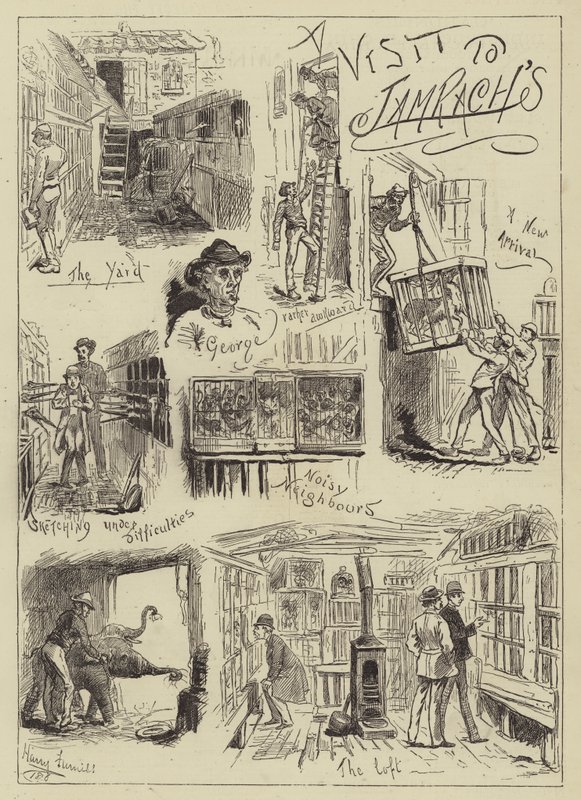 参观Jamrach&39;s 作者 哈里·弗尼斯（Harry Furniss）