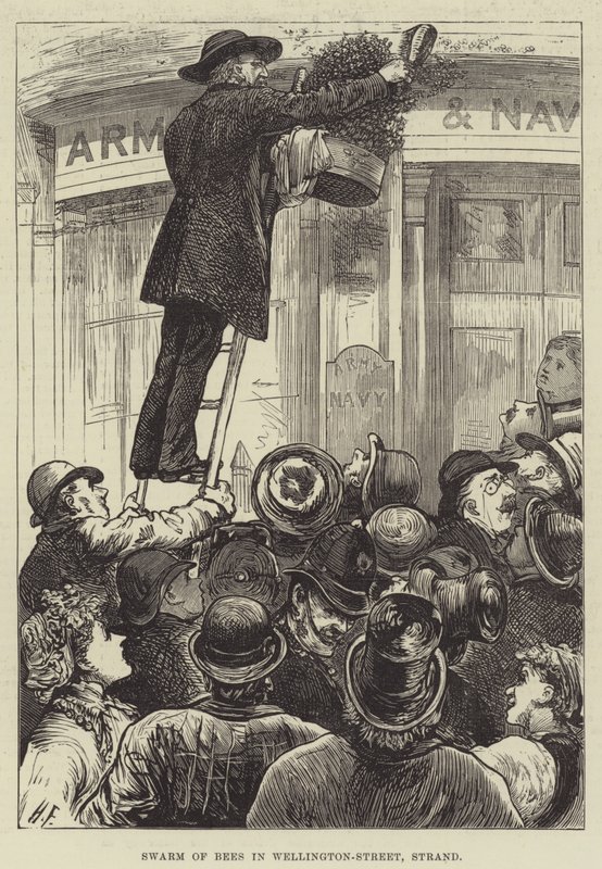 惠灵顿街，斯特兰德的蜜蜂群 作者 哈里·弗尼斯（Harry Furniss）
