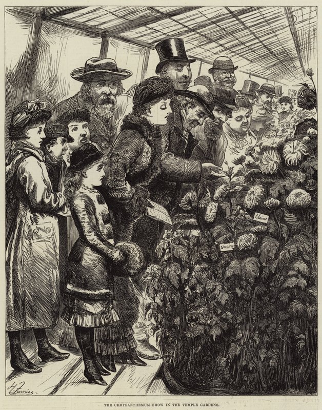 在寺庙庭院的菊花展示 作者 哈里·弗尼斯（Harry Furniss）