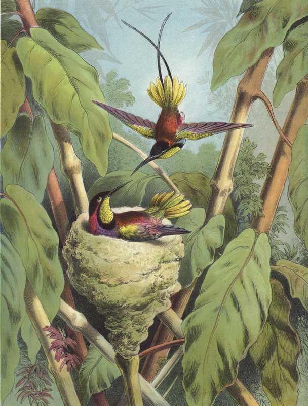 蜂鸟（chromolitho） 作者 赫克托·贾科梅利