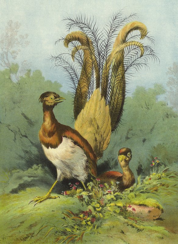 Lyre Bird（chromolitho） 作者 赫克托·贾科梅利