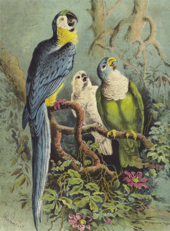 鹦鹉（chromolitho） 作者 赫克托·贾科梅利