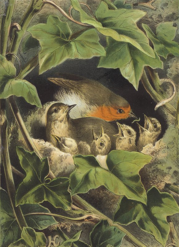 罗宾，喂养年轻人（chromolitho） 作者 赫克托·贾科梅利