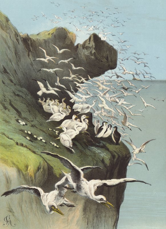 Solan Geese（chromolitho） 作者 赫克托·贾科梅利
