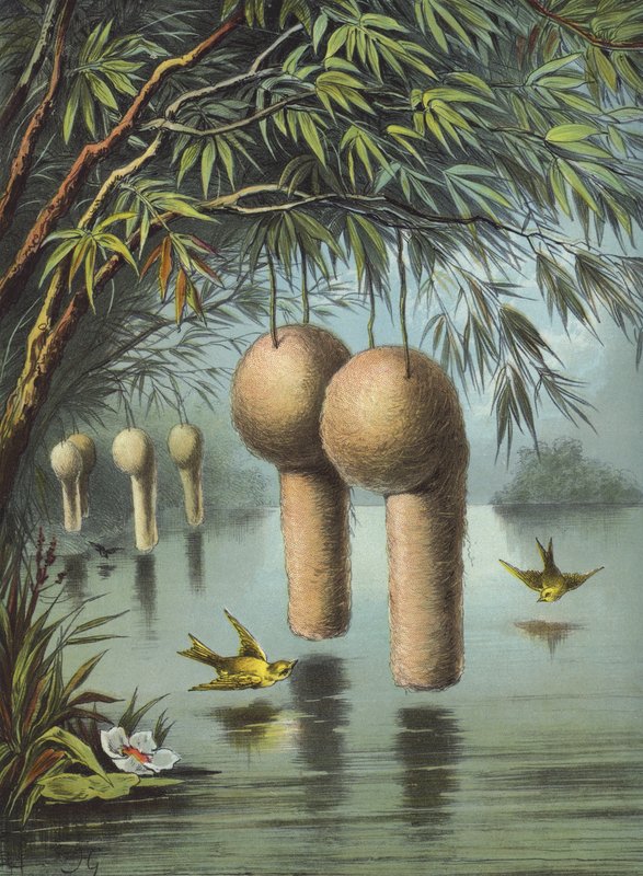巴亚麻雀（chromolitho） 作者 赫克托·贾科梅利