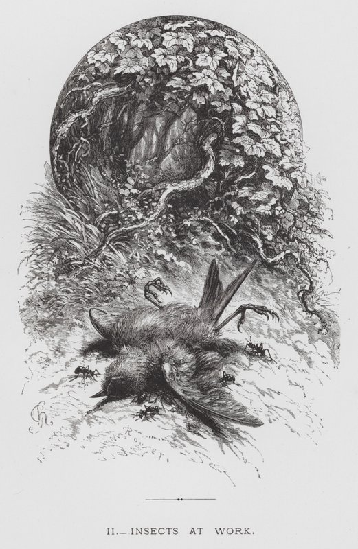 The Insect: Insects at Work (engraving) 作者 赫克托·贾科梅利