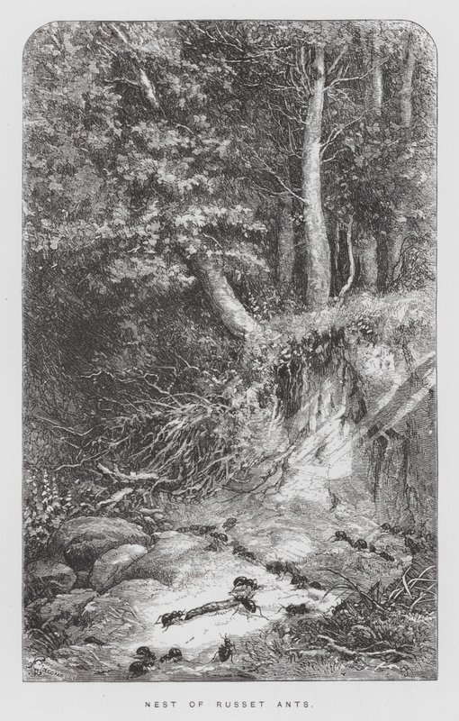 The Insect: Nest of Russet Ants (engraving) 作者 赫克托·贾科梅利