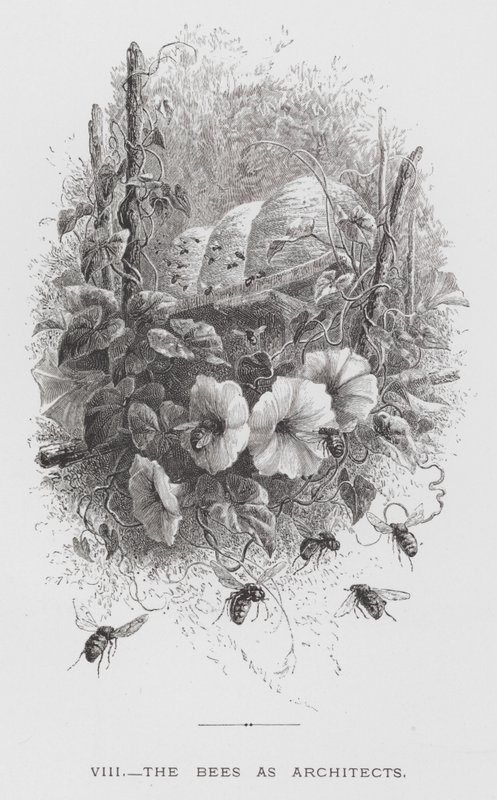 昆虫：作为建筑师的蜜蜂（版画） 作者 赫克托·贾科梅利