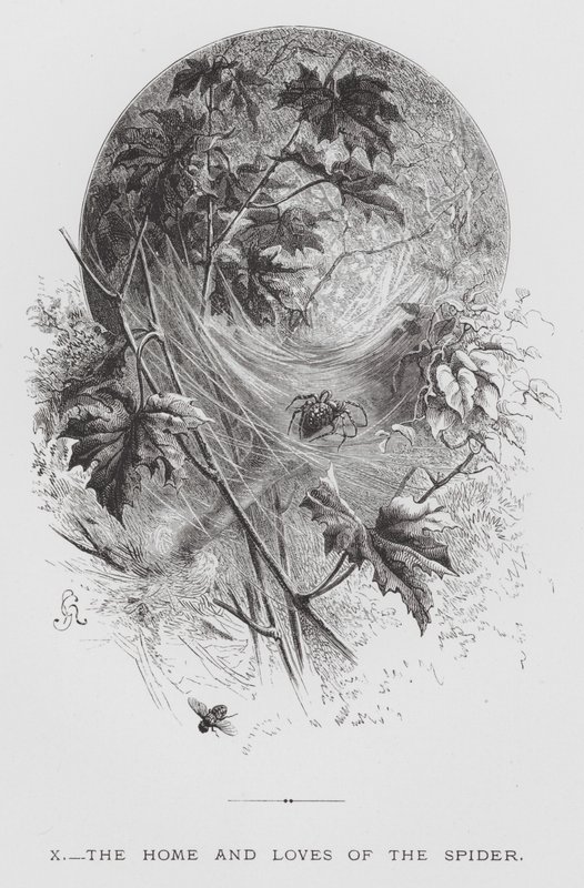 昆虫：蜘蛛的家和爱情（版画） 作者 赫克托·贾科梅利