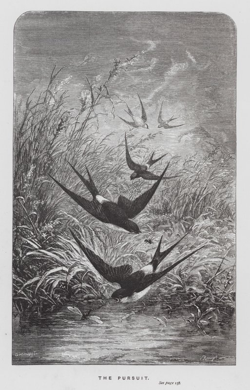 The Insect: The Pursuit (engraving) 作者 赫克托·贾科梅利