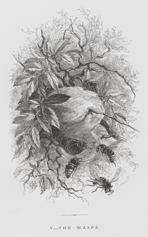 昆虫：黄蜂（版画） 作者 赫克托·贾科梅利