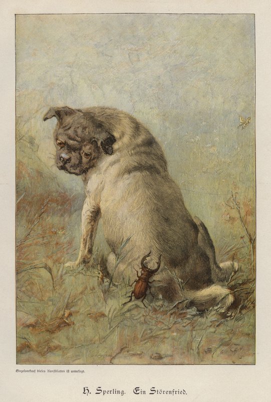 A Troublemaker (coloured engraving) 作者 海因里希·斯珀林（Heinrich Sperling）