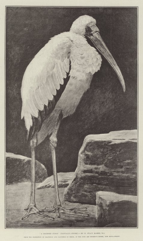 来自鸟类绘画和绘画展览的学者（Tantalus Stork），在新邦德街美术学院的房间里 作者 亨利·史黛西·马克斯
