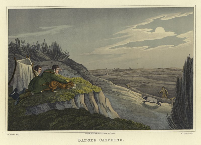 Badger Catching（chromolitho） 作者 亨利·托马斯·阿尔肯