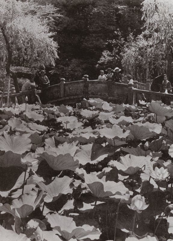 A Lotus-Pond (b/w photo) 作者 赫伯特·庞廷