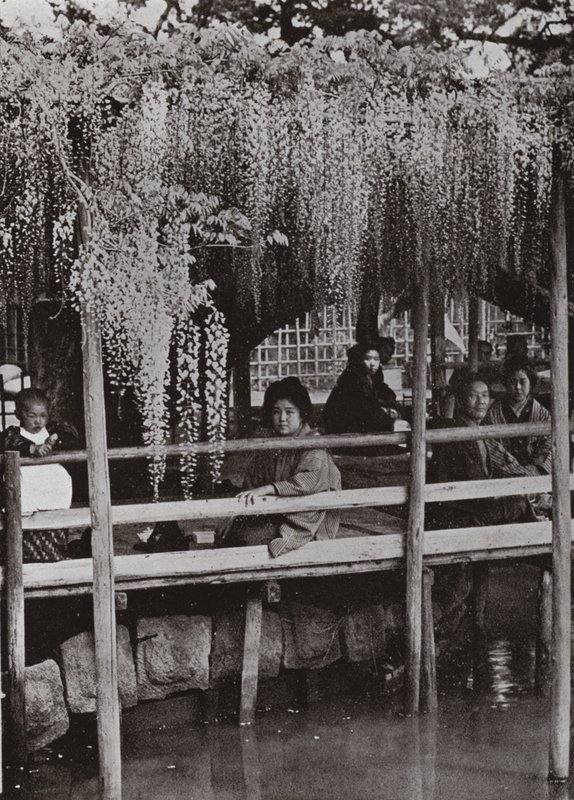 A Wistaria Arbour at Kameido (b/w photo) 作者 赫伯特·庞廷