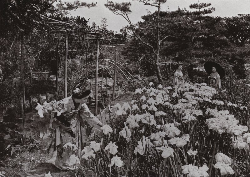 在堀切的鸢尾花园（黑白照片） 作者 赫伯特·庞廷