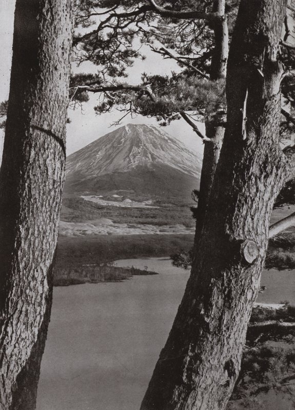 富士山和松树（黑白照片 作者 赫伯特·庞廷