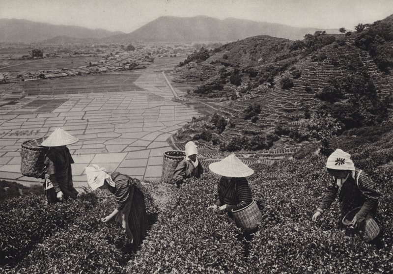 1920 年代的日本：茶叶收获（黑白照片） 作者 赫伯特·庞廷