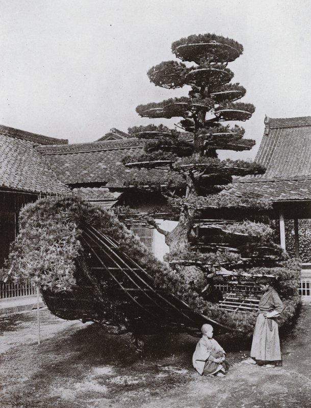The Pine-Tree Junk at Kinkakuji (b/w photo) 作者 赫伯特·庞廷