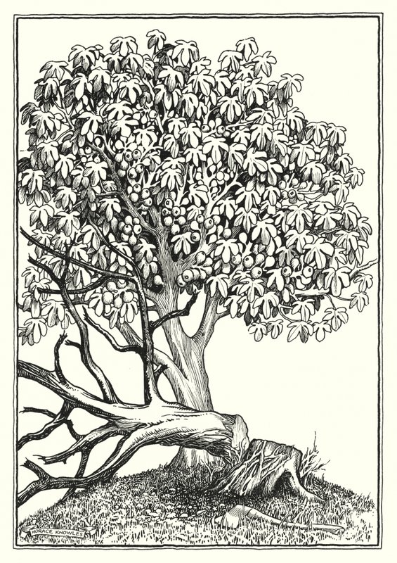 登山宝训》插图（雕刻） 作者 霍勒斯·J·诺尔斯