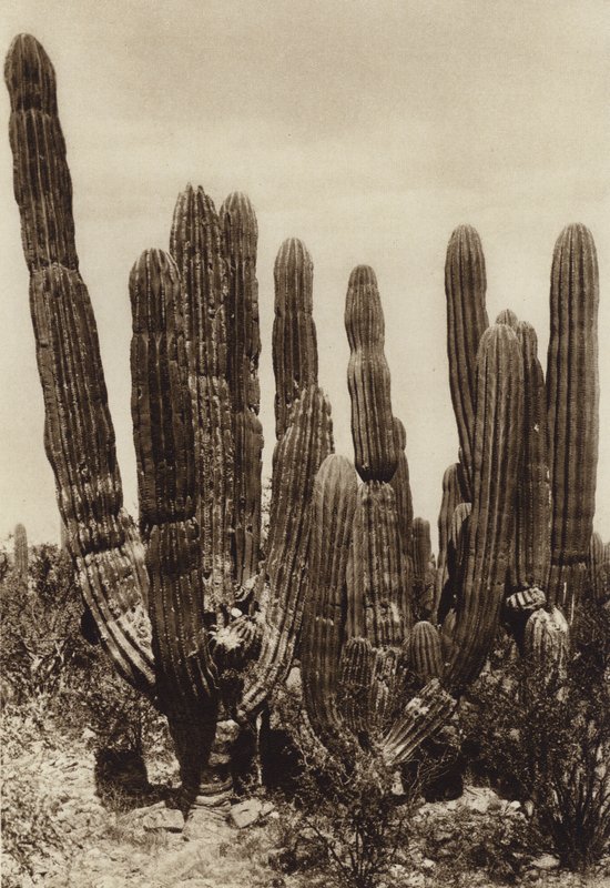 墨西哥：瓜伊马斯，"Cereus Pringlei"，索诺拉州（黑白照片） 作者 雨果·布雷默