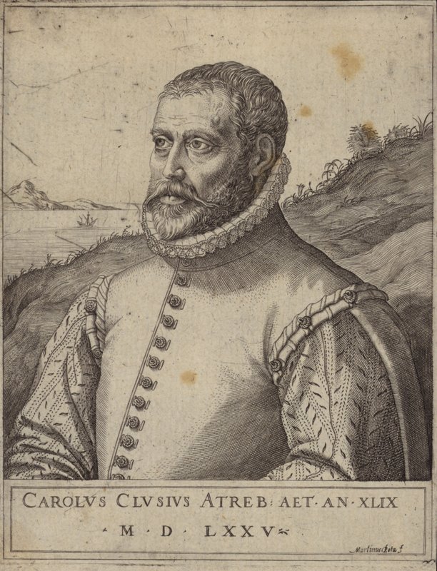 Carolus Clusius的肖像 作者 意大利学校
