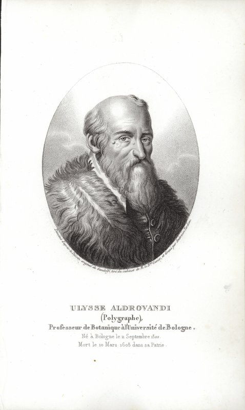 Ulisse Aldrovandi 作者 意大利学校