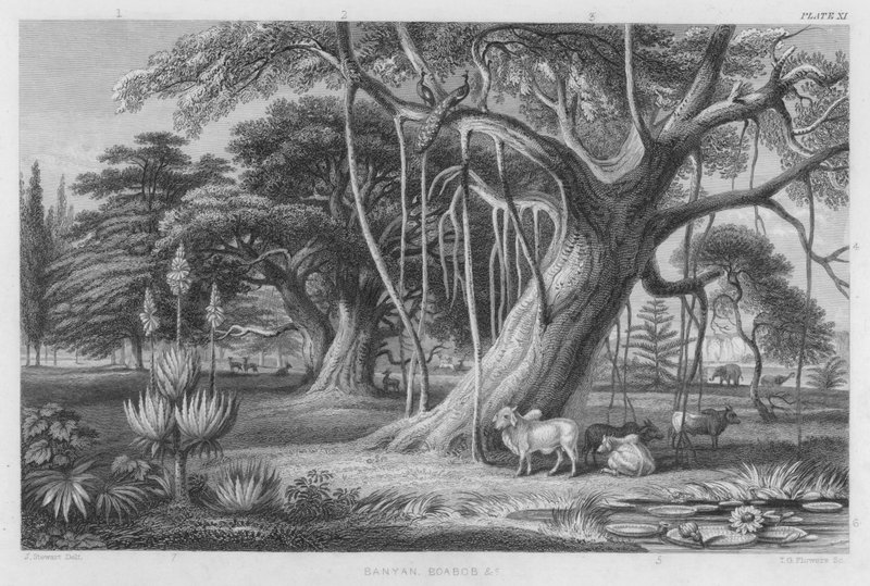 Banyan, Boabob etc (coloured engraving) 作者 斯图尔特（之后）