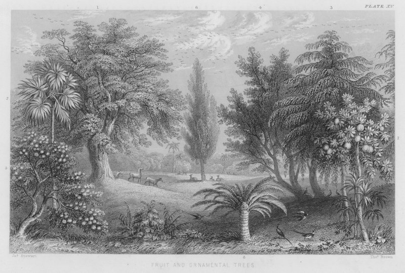 Fruit and Ornamental Trees (coloured engraving) 作者 斯图尔特（之后）