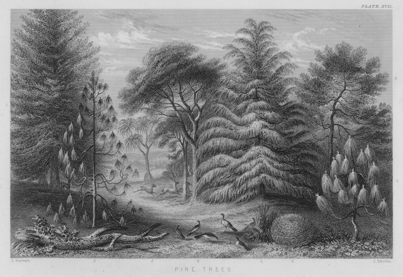 Pine Trees (coloured engraving) 作者 斯图尔特（之后）