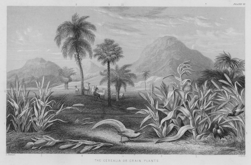 The Cerealia or Grain Plants (coloured engraving) 作者 斯图尔特（之后）