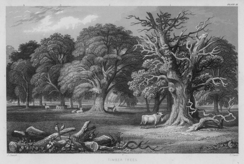 Timber Trees (coloured engraving) 作者 斯图尔特（之后）