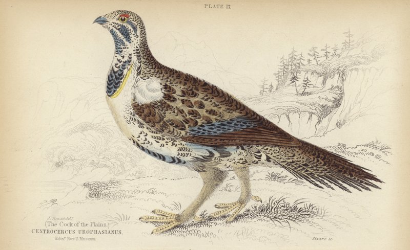 Centrocercus Urophasianus 作者 斯图尔特