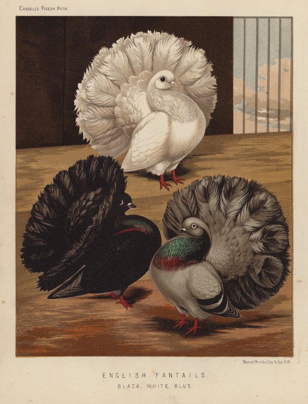 鸽子英国扇尾鸽，黑、白、蓝（彩色石版画） 作者 JW（后）勒德洛