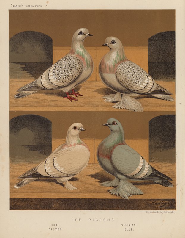 鸽子冰鸽、乌拉尔鸽、西伯利亚鸽、银鸽、蓝鸽（彩色石版画） 作者 JW（后）勒德洛