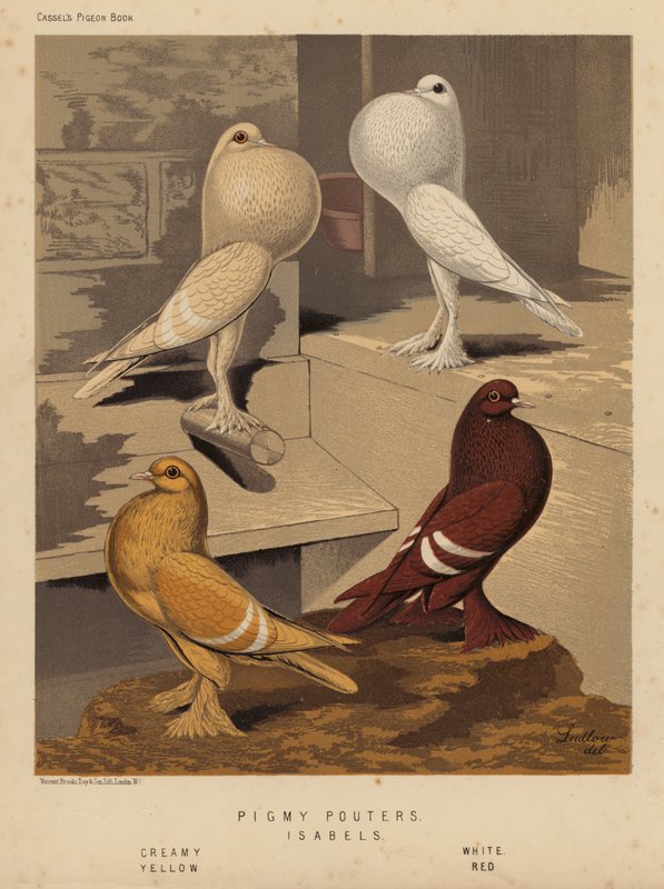 鸽子：“小矮子”； 伊莎贝尔、奶油色、白色、黄色、红色（彩色光刻） 作者 JW（后）勒德洛