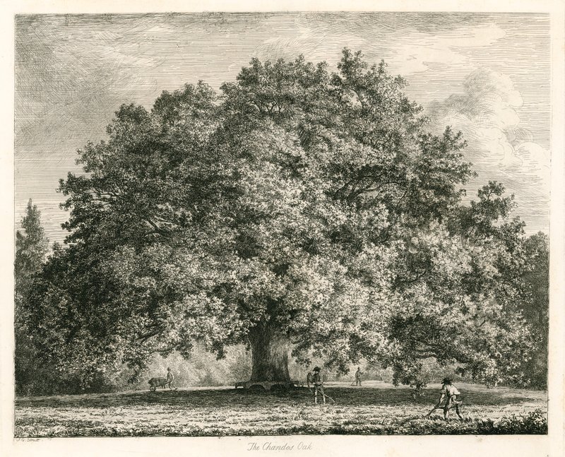 Chandos Oak，Michendon House，Southgate，伦敦 作者 雅各布·乔治·斯特鲁特