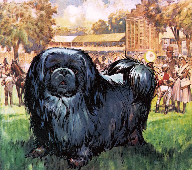 黑骑士艺术家阿尔弗雷德-芒宁斯爵士（Sir Alfred Munnings）拥有的京巴狗。 作者 詹姆斯·埃德温·麦康奈尔