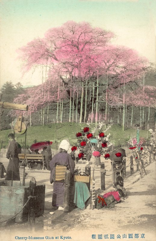 樱花，祗园，京都，日本 作者 日本摄影师