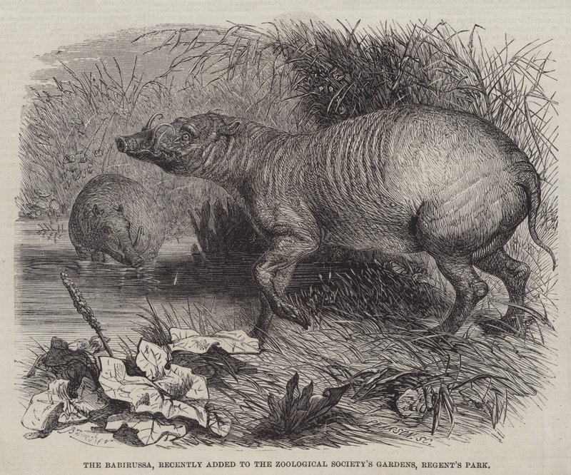 Babirussa最近加入了动物园的摄政公园 作者 约翰·施洗约翰·泽克