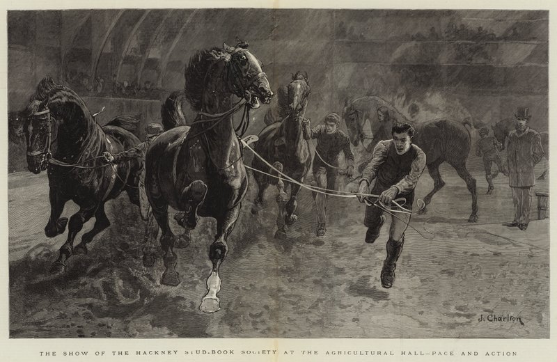 Hackney Stud-Book Society在农业大厅，步伐和行动中的展示 作者 约翰·查尔顿
