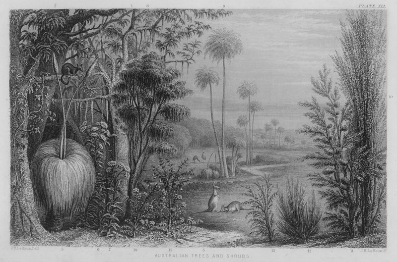 Australian Trees and Shrubs (coloured engraving) 作者 约翰·勒科克斯