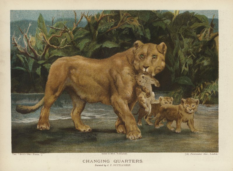 更衣室：母狮移动她的幼崽（chromolitho） 作者 约翰·特里维特（John Trivett）Nettleship