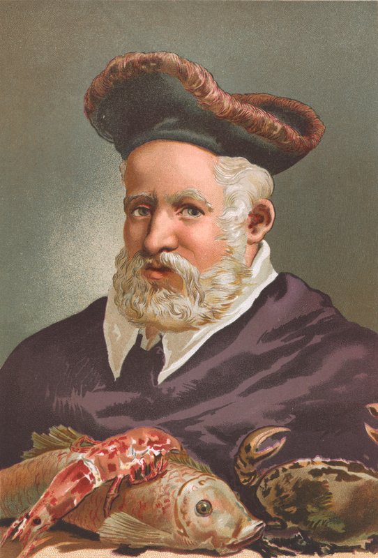 Guillaume Rondelet 作者 Josep或Jose Planella Coromina