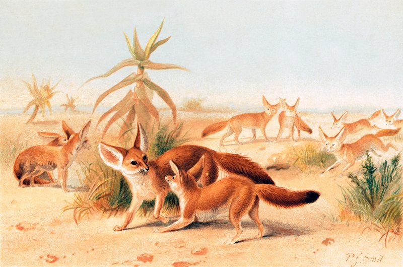 非洲fennecs 作者 约瑟夫·史密斯