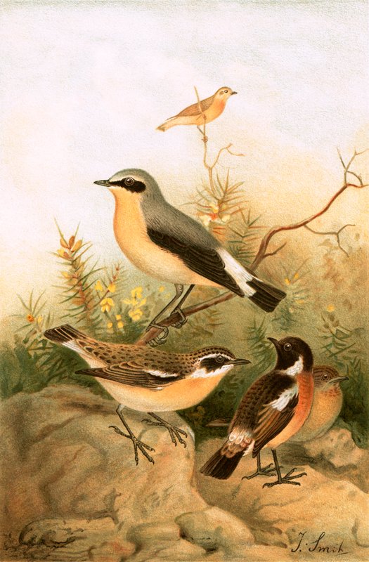 Wheatear，Stonechat和Whinchat 作者 约瑟夫·史密斯