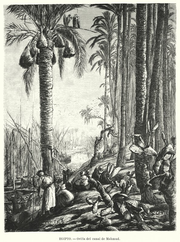 埃及 Mahmoudiyah 运河岸边（石版画） 作者 卡尔·威廉·根茨
