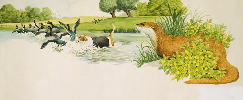 一只水獭看着一只狗追赶鸭子 作者 肯尼思·莉莉