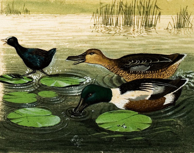 鸭子和龙 作者 肯尼思·莉莉
